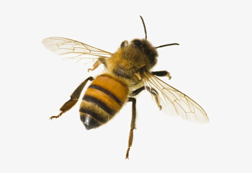 Detail Bees Transparent Nomer 21