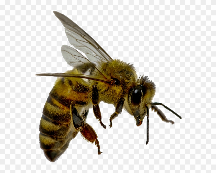 Detail Bees Transparent Nomer 24