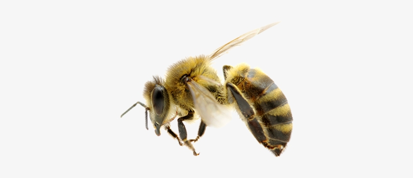 Detail Bees Transparent Nomer 27