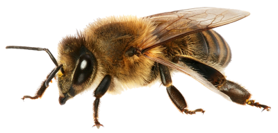 Detail Bees Transparent Nomer 28