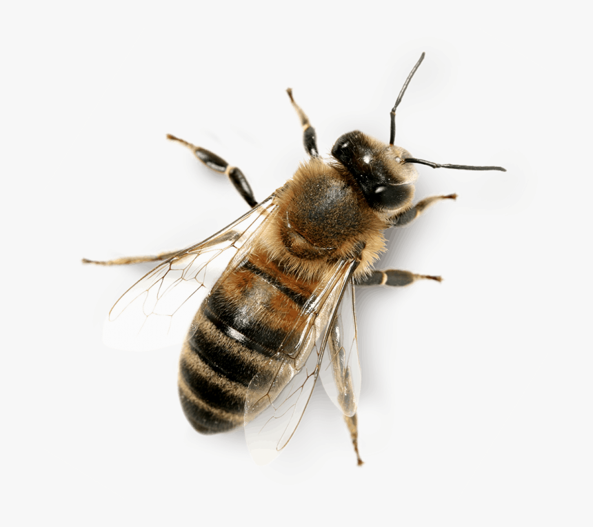 Detail Bees Transparent Nomer 4