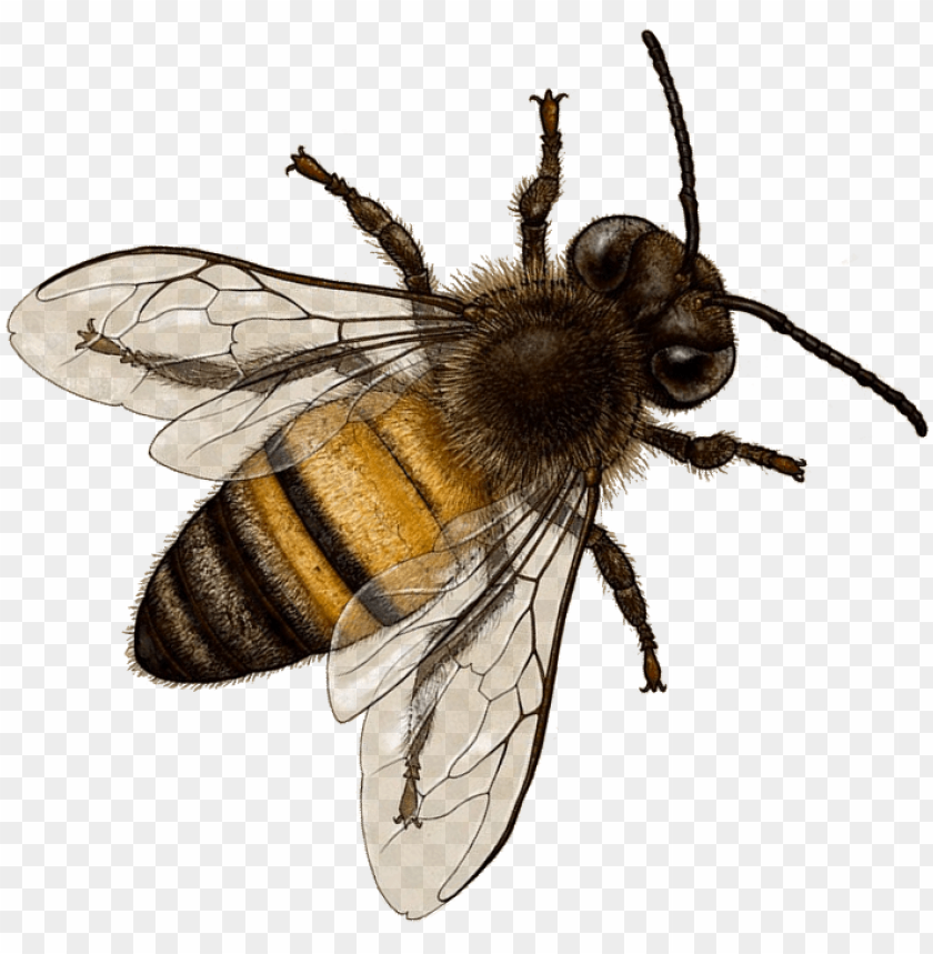 Detail Bees Transparent Nomer 5