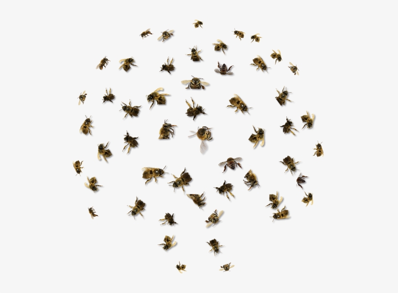 Detail Bees Transparent Nomer 45