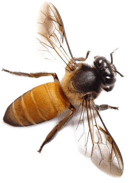Detail Bees Transparent Nomer 7
