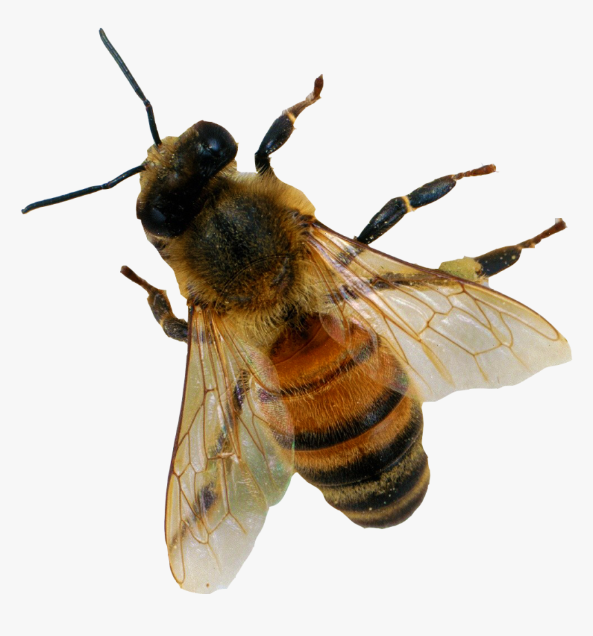 Detail Bees Transparent Nomer 9