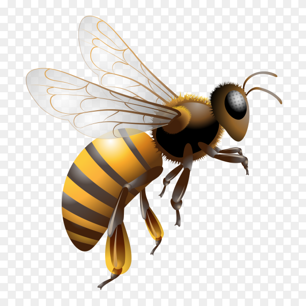 Detail Bees Transparent Background Nomer 2