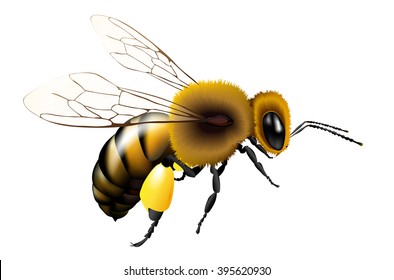 Detail Bees Transparent Background Nomer 12