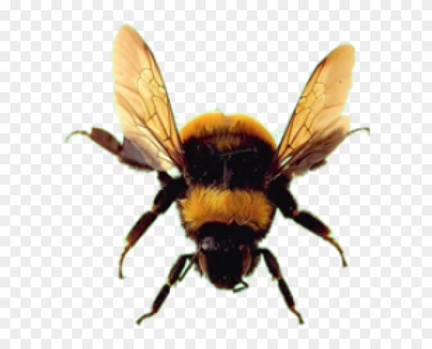 Detail Bees Transparent Background Nomer 17