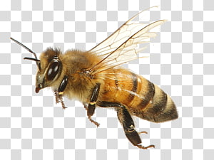 Detail Bees Transparent Background Nomer 19