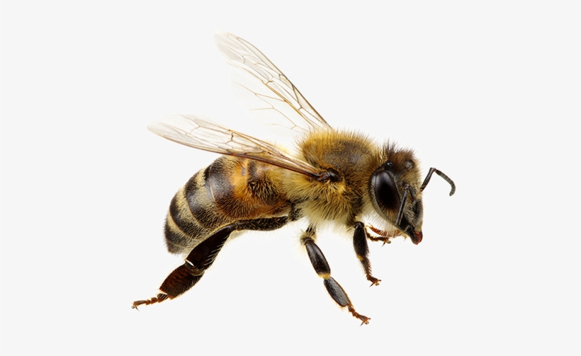 Detail Bees Transparent Background Nomer 20
