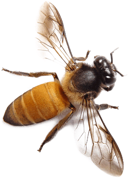 Detail Bees Transparent Background Nomer 23