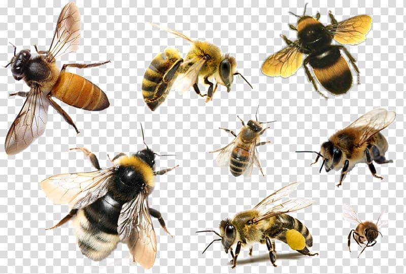 Detail Bees Transparent Background Nomer 4