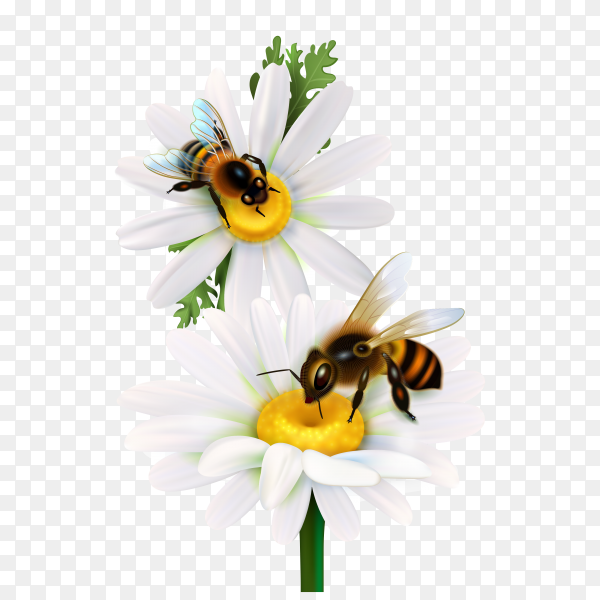 Detail Bees Transparent Background Nomer 30