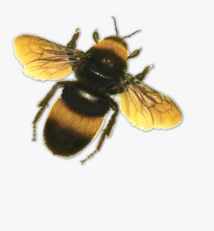 Detail Bees Transparent Background Nomer 32