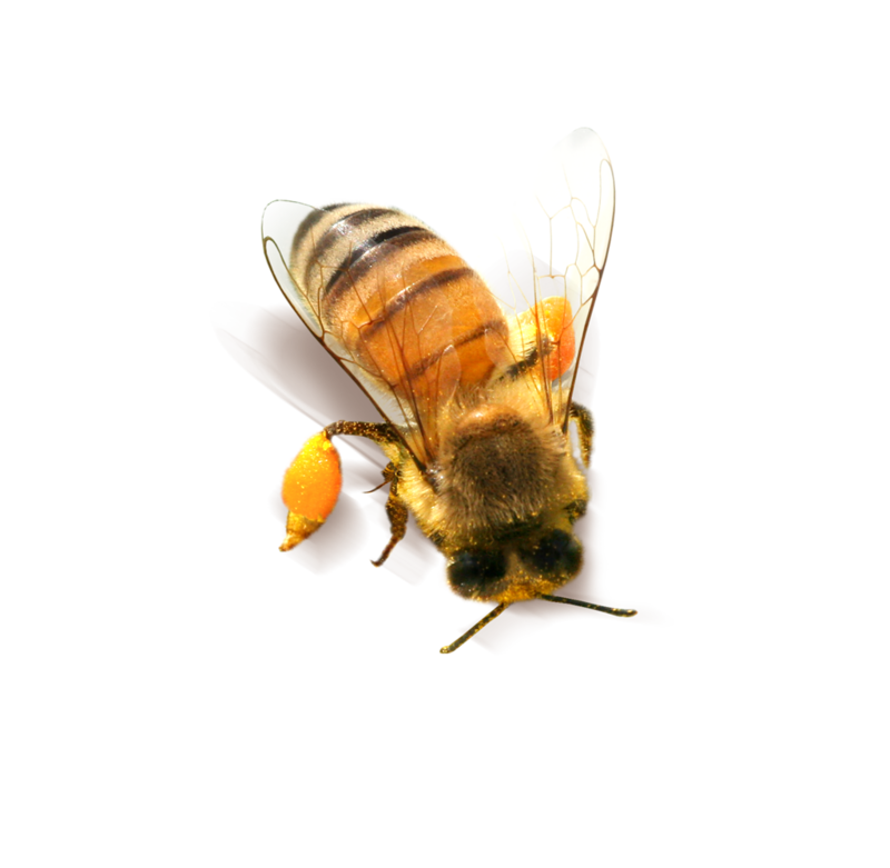 Detail Bees Transparent Background Nomer 45