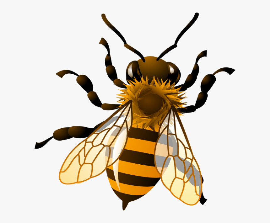 Detail Bees Transparent Background Nomer 10