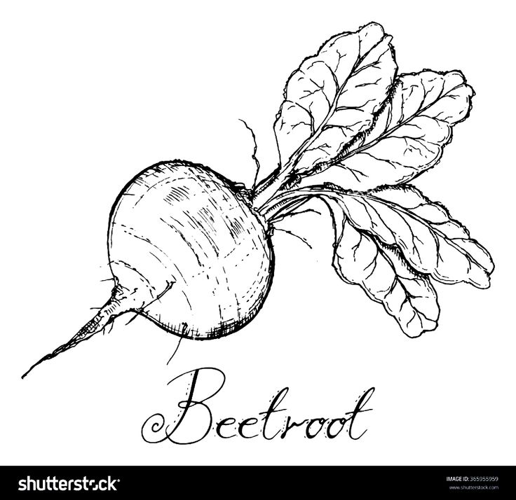 Detail Beet Clipart Black And White Nomer 10