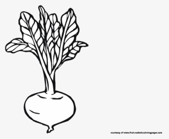 Detail Beet Clipart Black And White Nomer 11