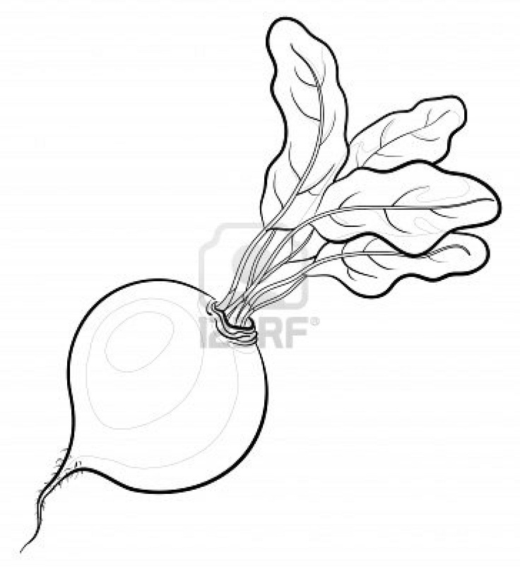 Detail Beet Clipart Black And White Nomer 13