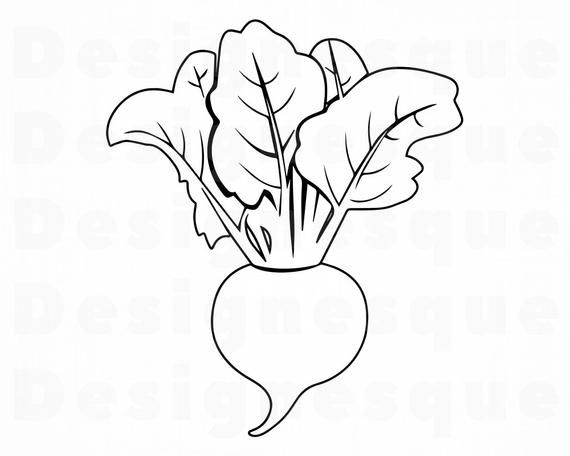 Detail Beet Clipart Black And White Nomer 15