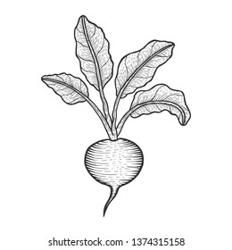 Detail Beet Clipart Black And White Nomer 17