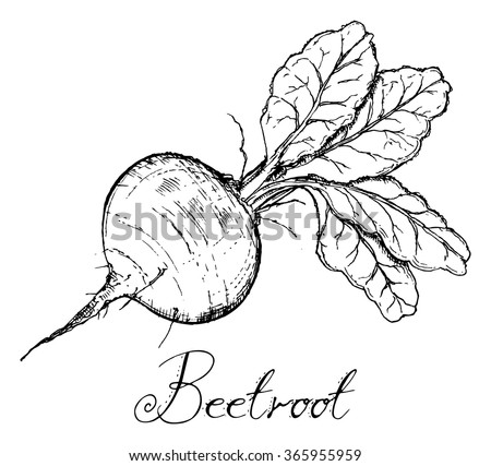 Detail Beet Clipart Black And White Nomer 19