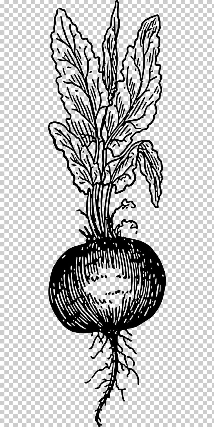 Detail Beet Clipart Black And White Nomer 30