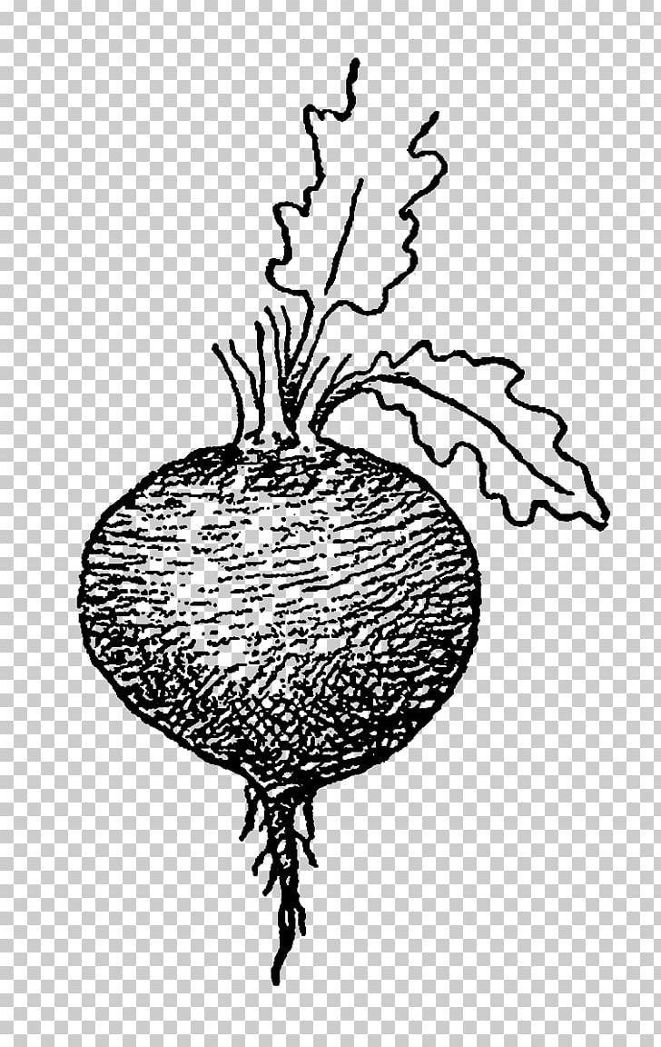 Detail Beet Clipart Black And White Nomer 43