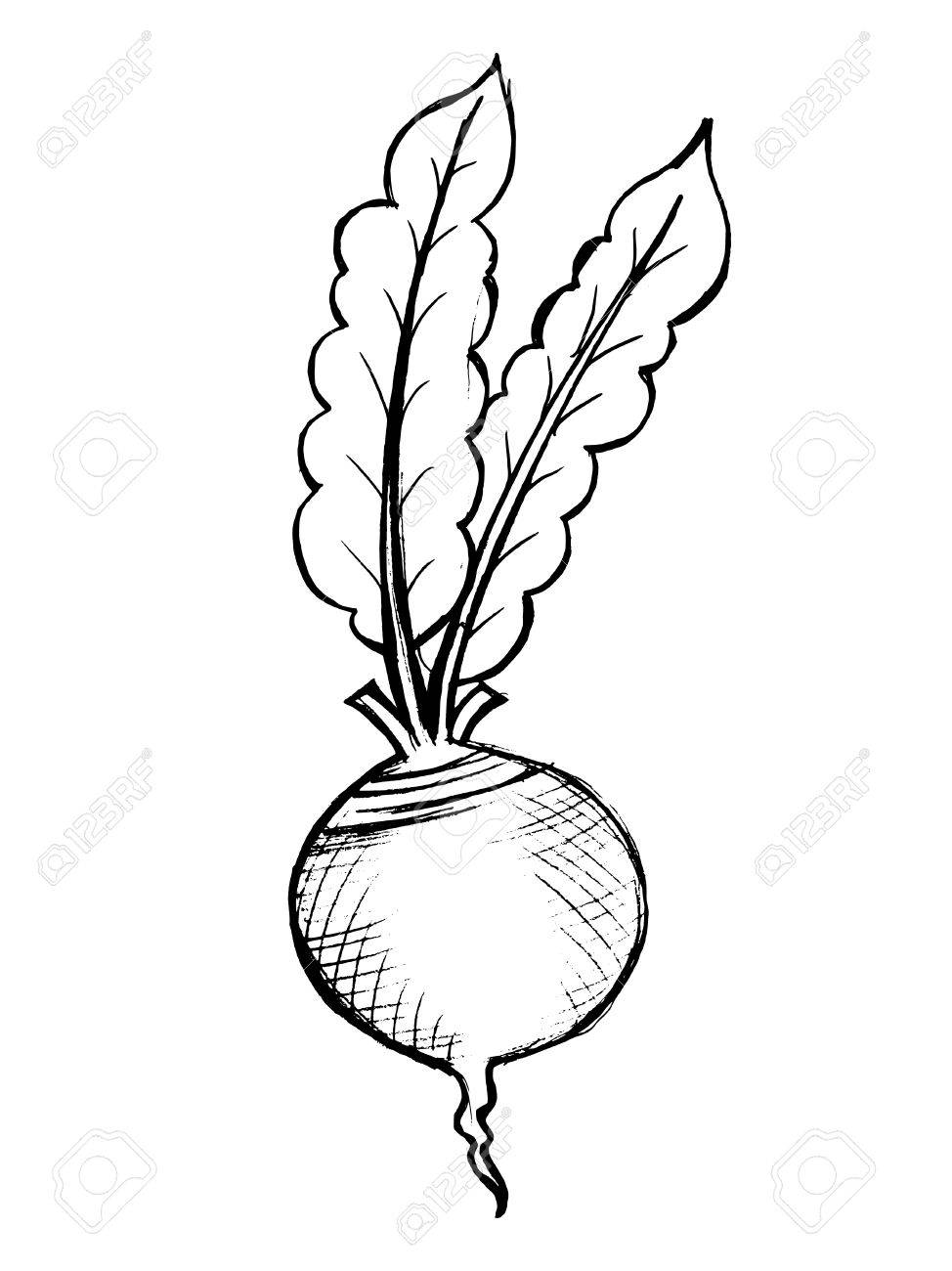 Detail Beet Clipart Black And White Nomer 54