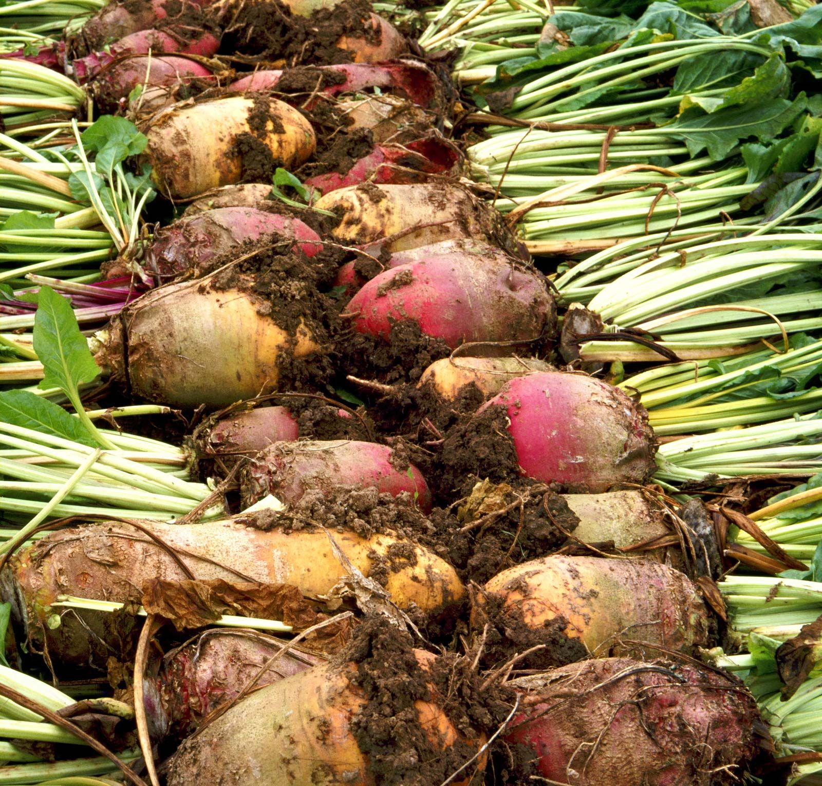 Detail Beet Image Nomer 21