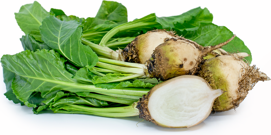 Detail Beet Image Nomer 54