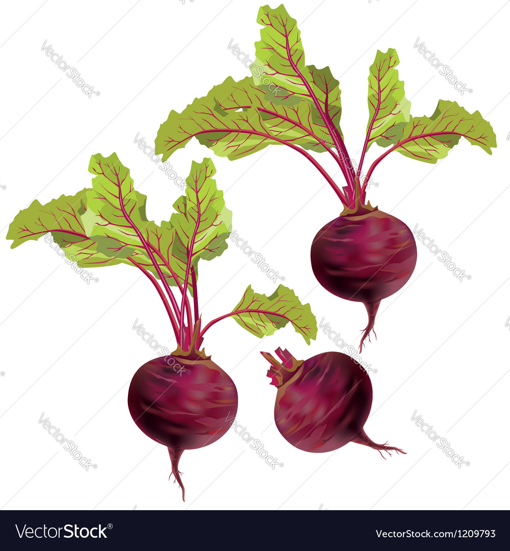 Detail Beet Images Nomer 51