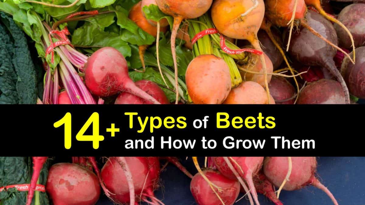 Detail Beet Varieties Pictures Nomer 17