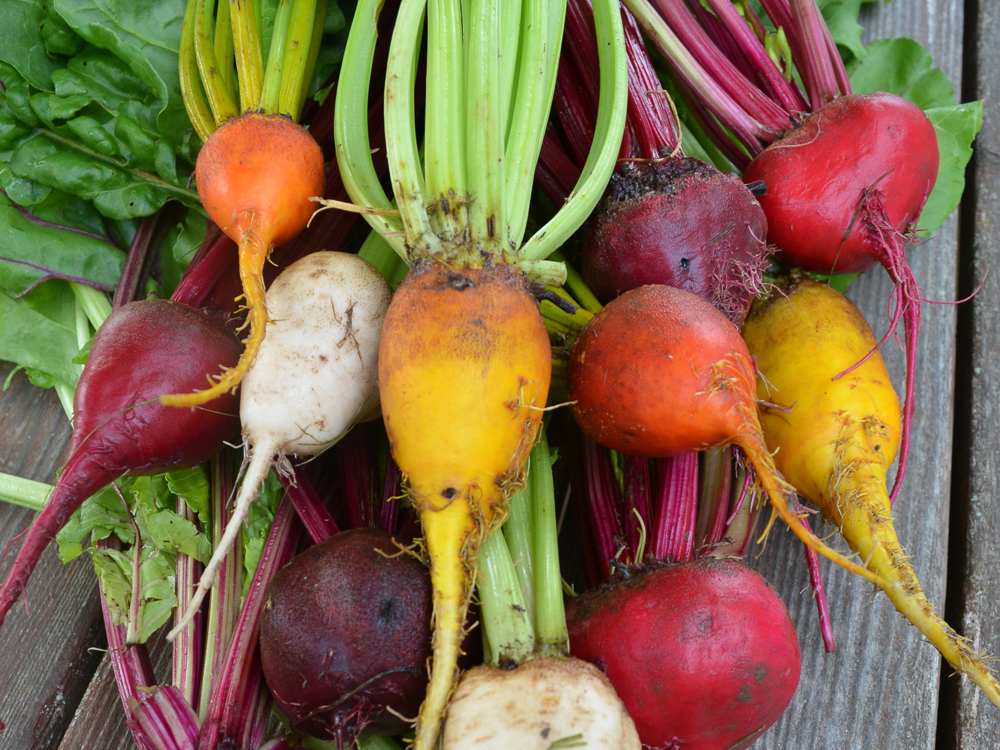 Detail Beet Varieties Pictures Nomer 21