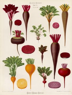 Detail Beet Varieties Pictures Nomer 5