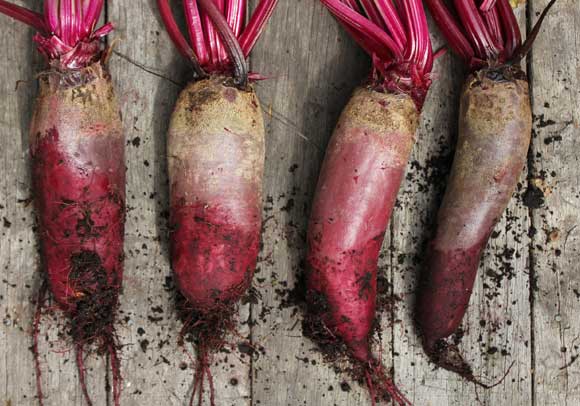 Detail Beet Varieties Pictures Nomer 48