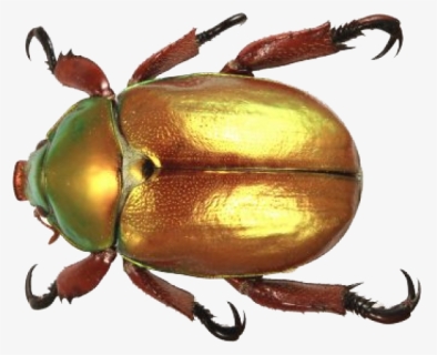 Detail Beetle Png Nomer 15