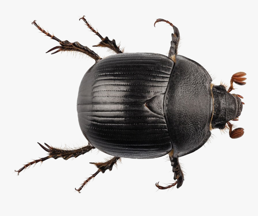 Detail Beetle Png Nomer 18