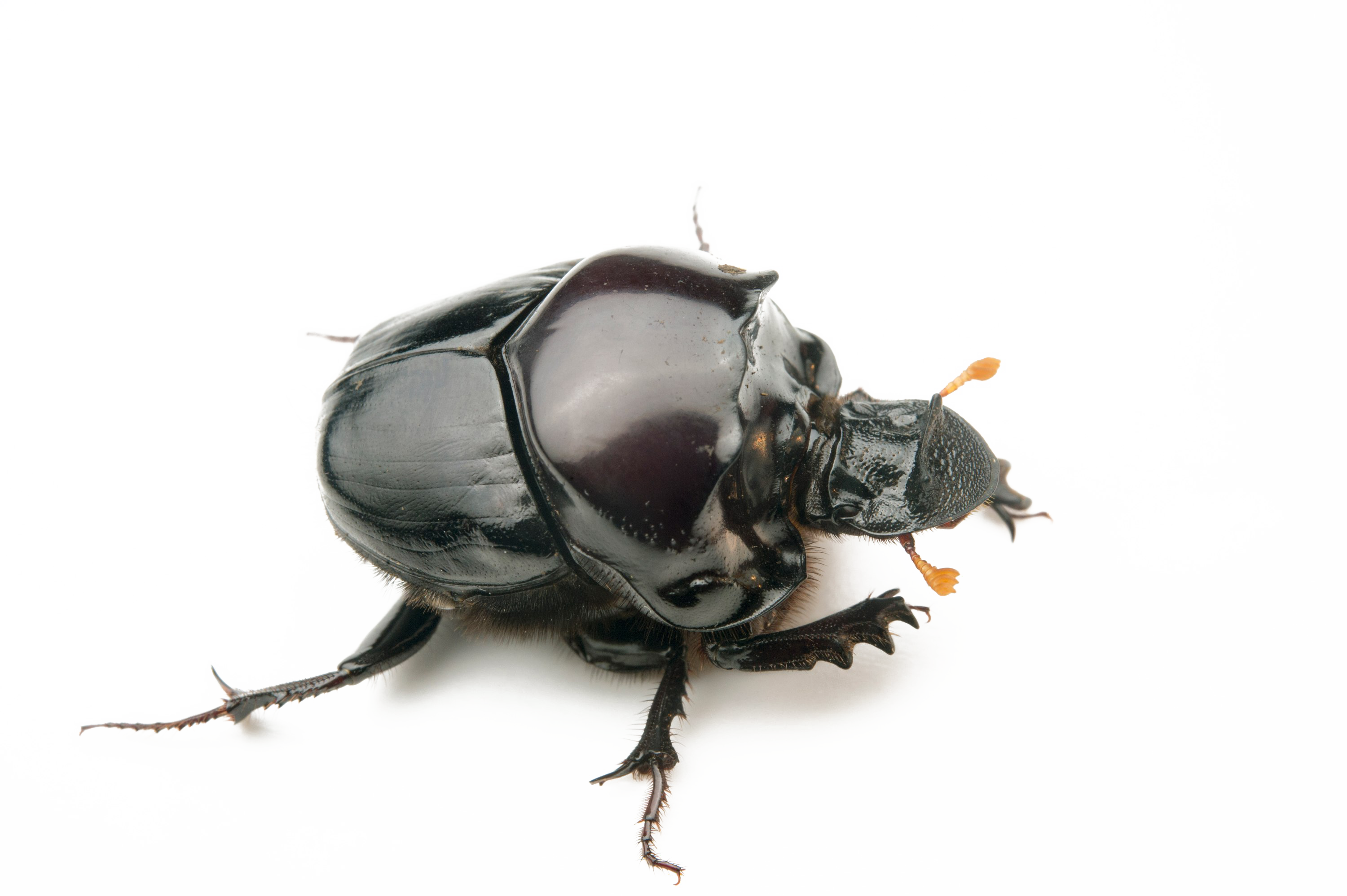 Detail Beetle Png Nomer 20