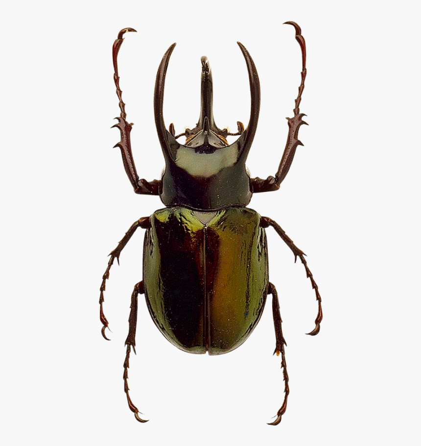 Detail Beetle Png Nomer 4