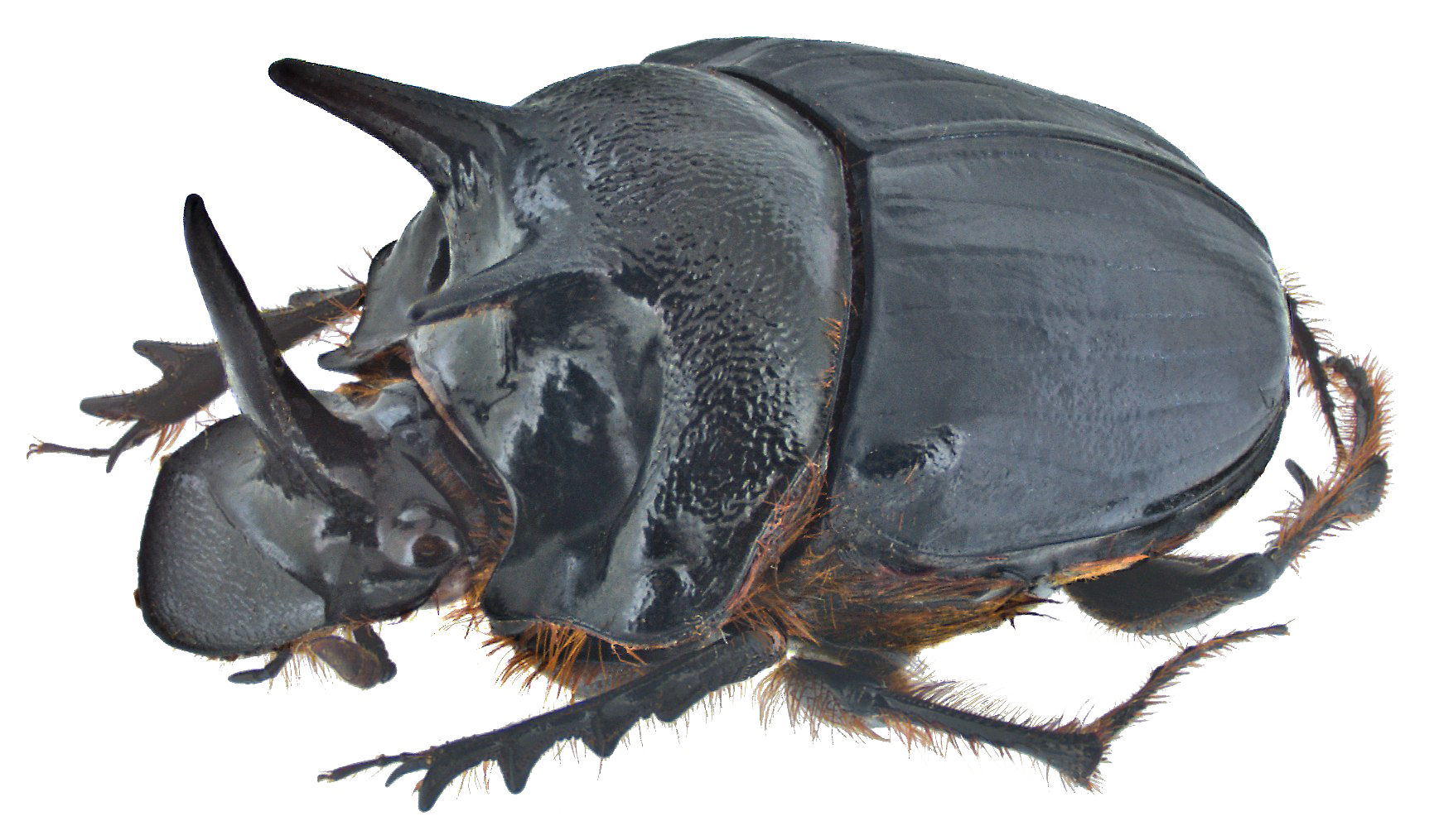 Detail Beetle Png Nomer 37