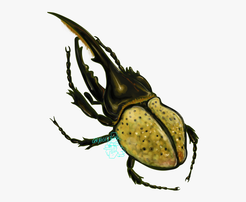 Detail Beetle Png Nomer 47