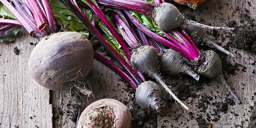 Detail Beetroot Images Nomer 39