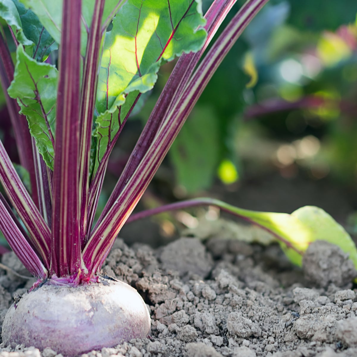 Detail Beetroot Pics Nomer 50