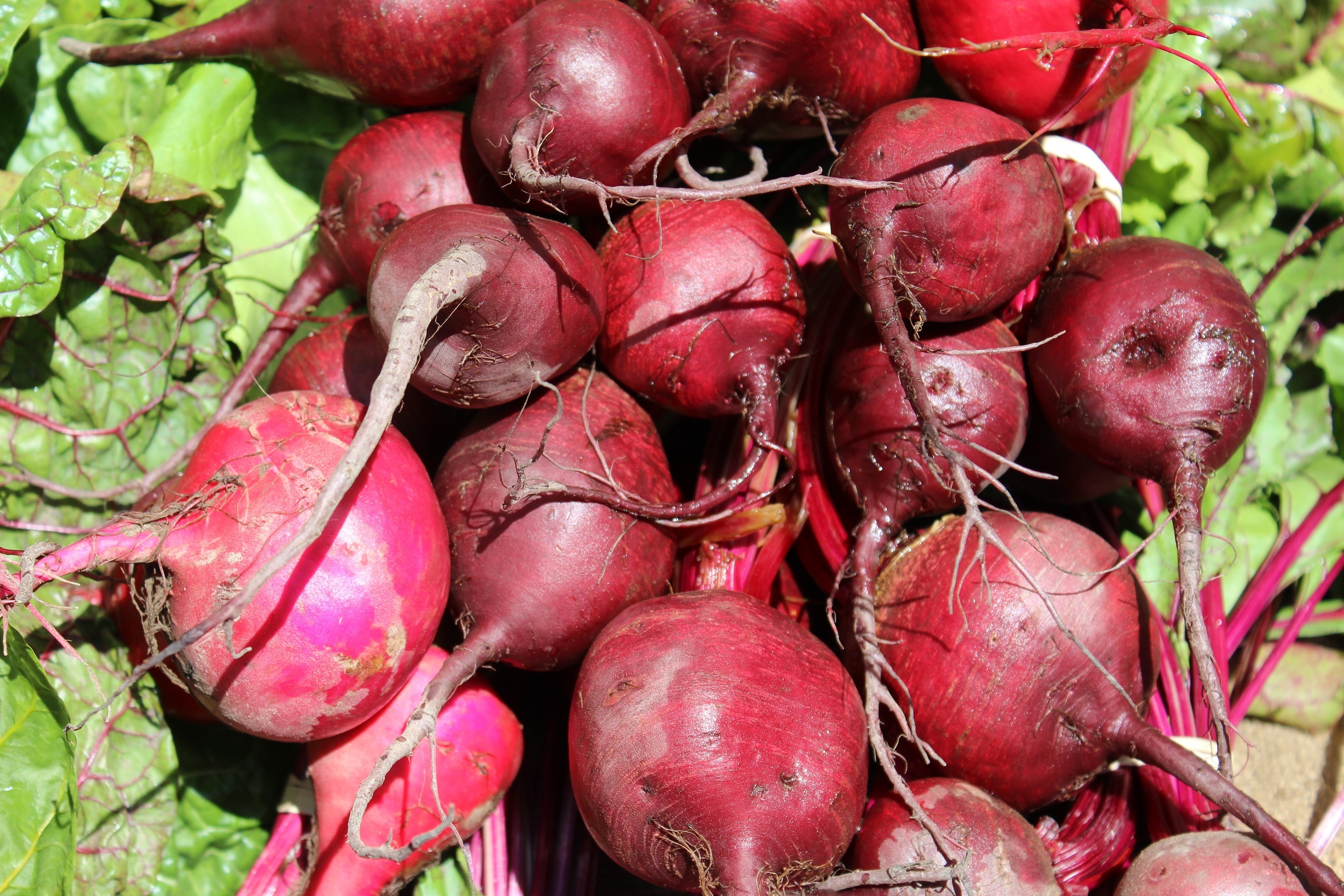 Detail Beetroot Wallpaper Nomer 12