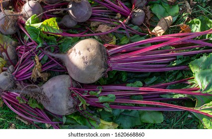 Detail Beetroot Wallpaper Nomer 55