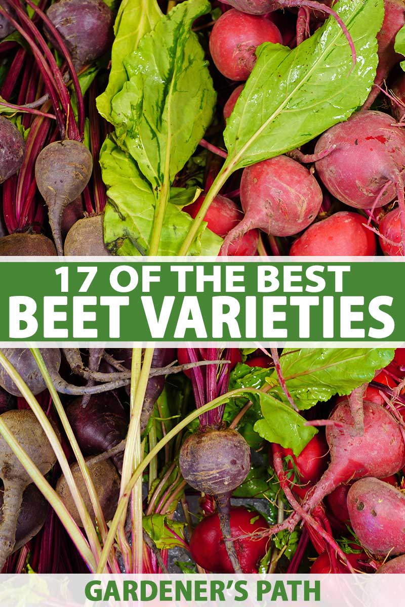 Download Beets Images Nomer 53