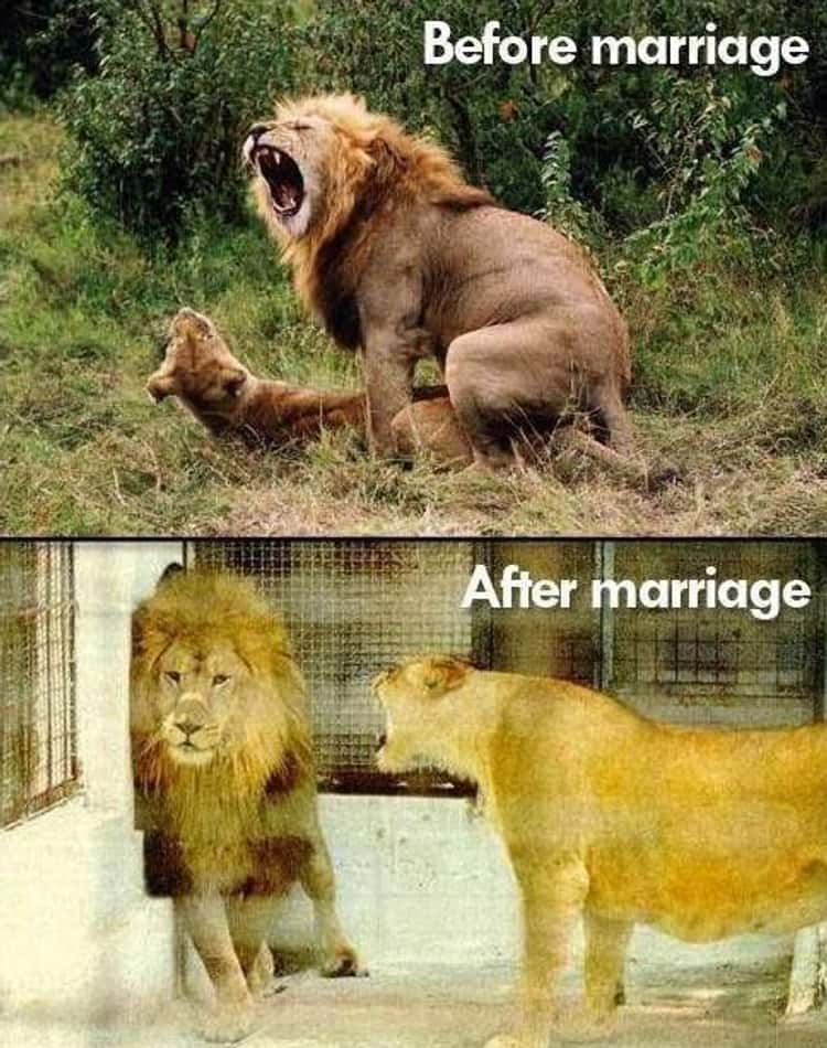 Detail Before After Meme Nomer 38