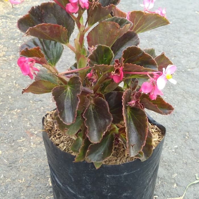 Begonia Bunga Pink - KibrisPDR