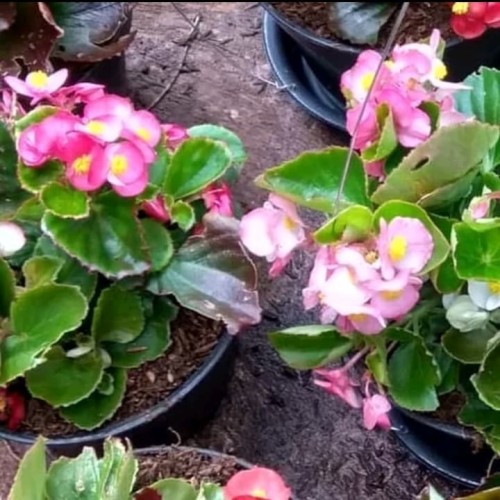 Detail Begonia Bunga Pink Nomer 15